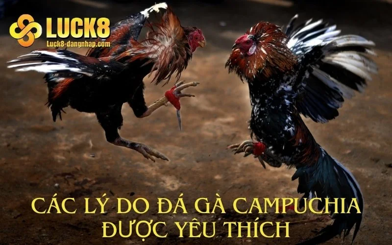 Các lý do đá gà Campuchia được yêu thích