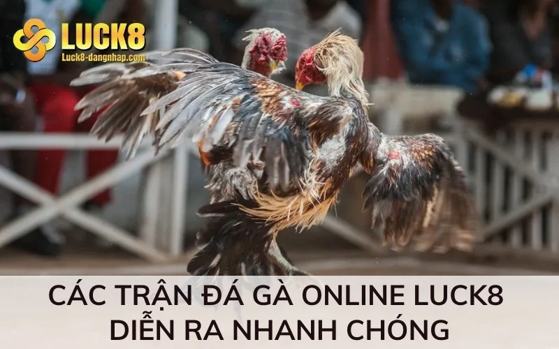 Các trận đá gà Online Luck8 diễn ra nhanh chóng