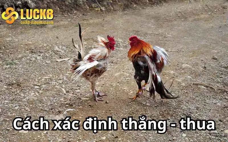 Cách phân định thắng thua trong các trận đấu cựa sắt