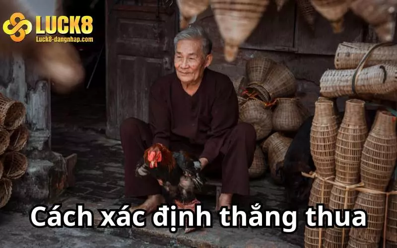 Cách xác định thắng thua trong sới gà Thomo