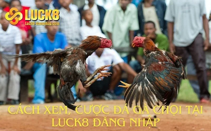 Cách xem, cược đá gà chọi tại Luck8 đăng nhập