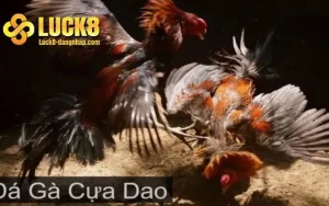 Đá gà cựa dao