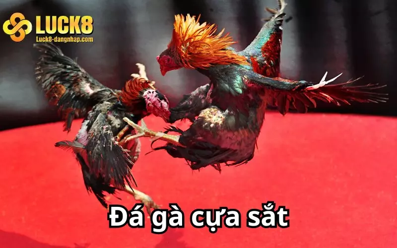 Đá gà cựa sắt