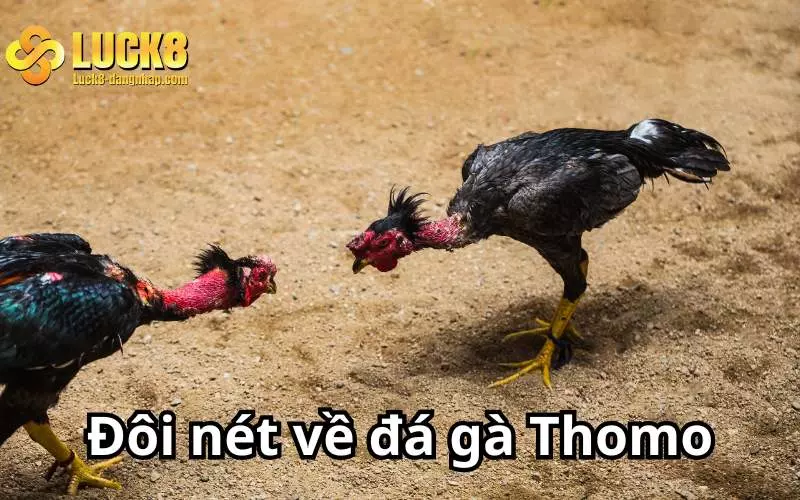 Đá gà Thomo từ lâu đã thu hút sự quan tâm của nhiều kê thủ