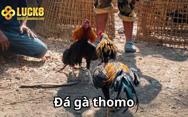 Đá gà thomo