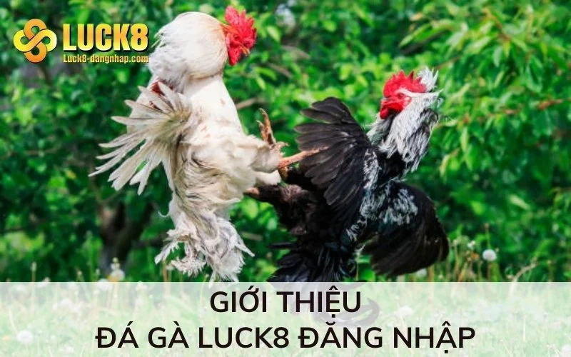 Giới thiệu về đá gà Luck8 đăng nhập