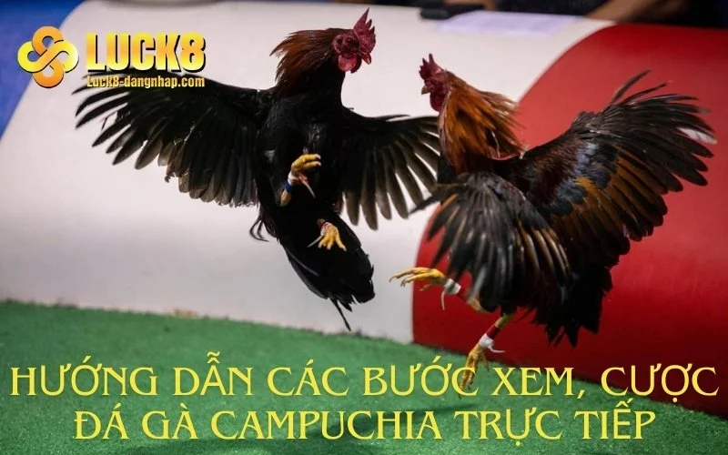 Hướng dẫn các bước xem, cược đá gà Campuchia trực tiếp