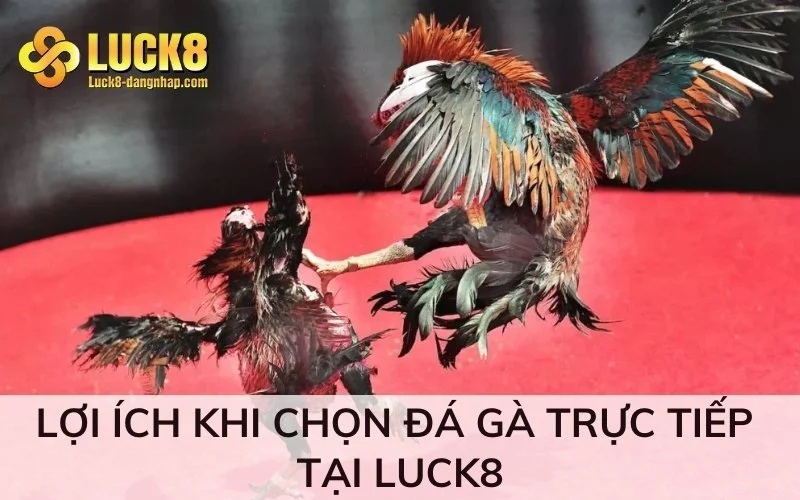 Lợi ích khi chọn đá gà trực tiếp tại Luck8